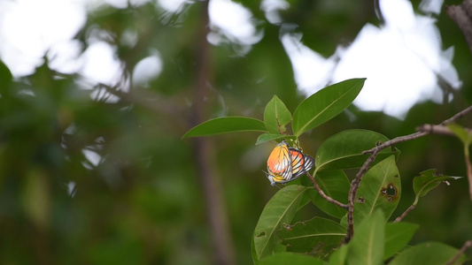 自然野生的蝴蝶养殖季节视频