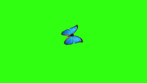 蝴蝶飞行和降落在白色背景上有阿尔法频道31秒视频