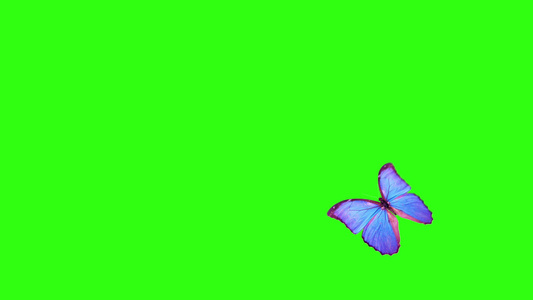 蝴蝶飞行和降落在绿色背景上与阿尔法频道视频