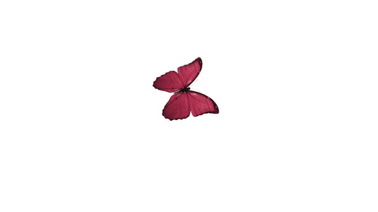 蝴蝶飞行和降落在白色背景上视频