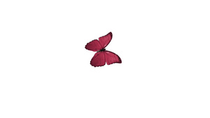 蝴蝶飞行和降落在白色背景上31秒视频