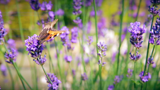 蝴蝶和蜜蜂收集花粉视频