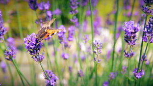 蝴蝶和蜜蜂收集花粉28秒视频