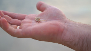 人类在海洋背景下手里握着一只小螃蟹在大海背景下21秒视频