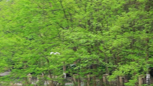 成都江安河湿地春天的白鹭视频