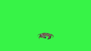 绿屏幕上的真正螃蟹19秒视频