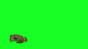 绿屏幕上的真正螃蟹29秒视频