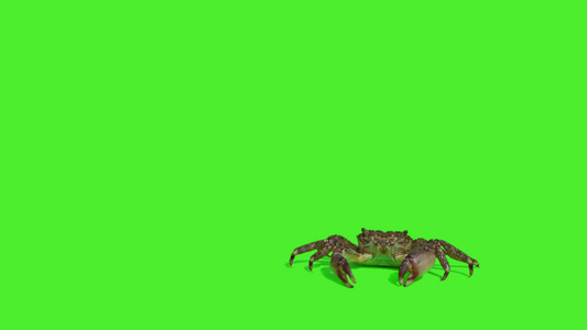 真正的螃蟹在绿屏幕上隔离2个视频