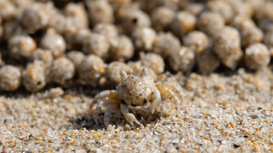 沙泡螃蟹缝合视频