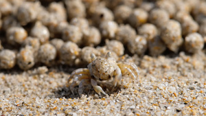 沙泡螃蟹缝合29秒视频