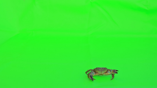 真正的螃蟹隔离区视频