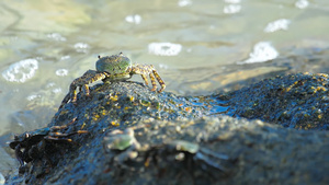 沙滩上岩石上的螃蟹30秒视频