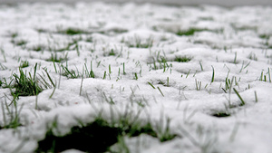 雪融雪和春绿草14秒视频