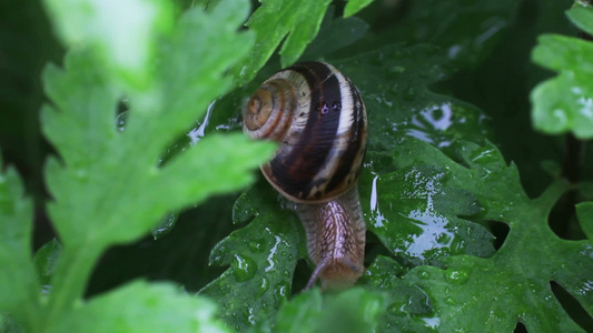 园里的蜗牛视频
