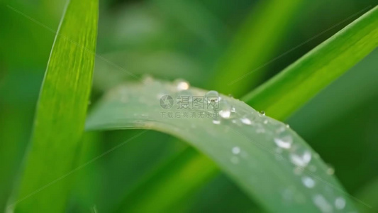 高清春雨雨水下雨雨滴雨珠空镜头视频