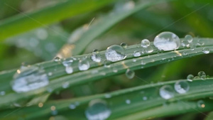 高清春雨雨水下雨雨滴雨珠空镜头51秒视频