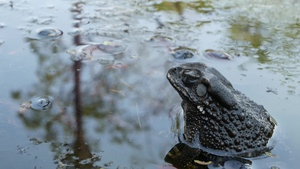 青蛙在平静的池塘中小蛤蜴坐在宁静的池塘的水里10秒视频