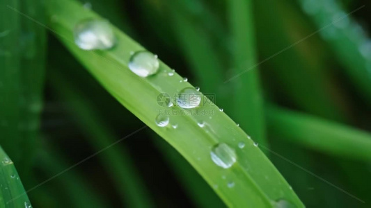 高清春雨雨水下雨雨滴雨珠空镜头视频