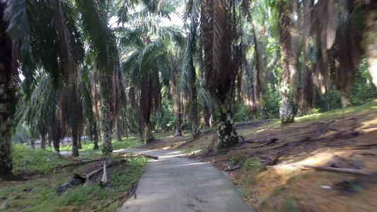 道路随着油棕榈树的倒塌而结束视频