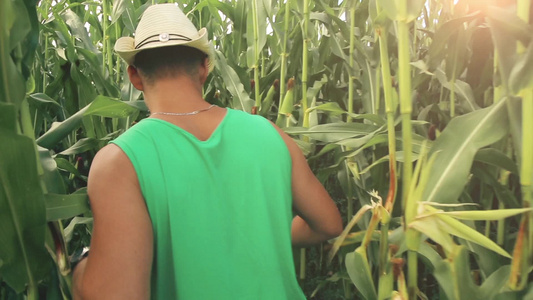 一个年轻的农夫穿过玉米田走过视频