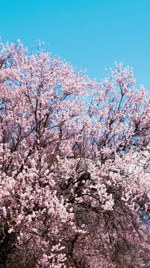 西藏林芝5A景区索松村桃花西藏风光113秒视频