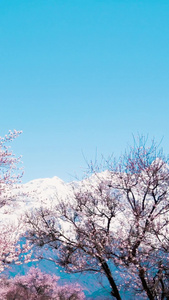 西藏林芝5A景区索松村桃花林芝桃花节视频