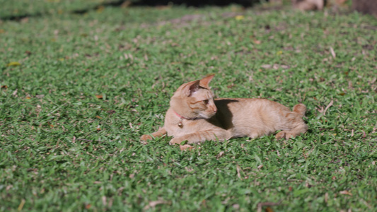 在后院跳跃和放松的姜猫无子雄猫视频