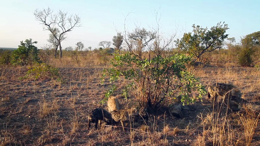 在非洲南部的Kruger国家公园发现hyaena视频