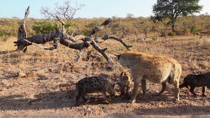 在非洲南部的Kruger国家公园鬣狗38秒视频