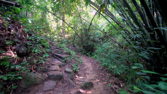 Gimbal在丛林中与竹林一起走在漫步的路上视频