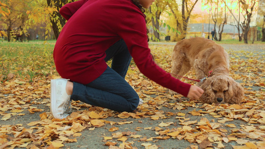 公园中女童喂养狗的作物视频