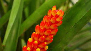 温室中的热带植物的红黄氟化物23秒视频
