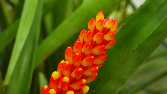 温室中的热带植物Aechmeasp的红黄氟化物视频