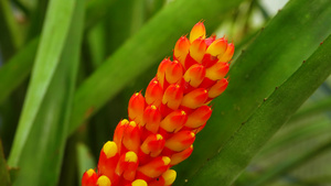 温室中的热带植物的红黄氟化物19秒视频
