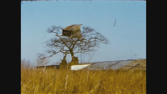 1966年统一王国大树视频