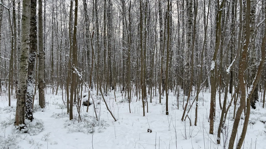 公园里下雪冬天的树从树干到透视的地块落叶松的树干森林视频