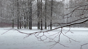 公园里下雪冬天的树从树干到透视的地块落叶松的树干森林11秒视频