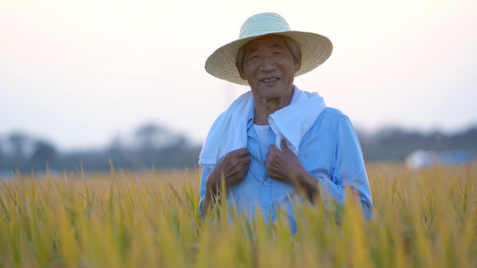 夕阳下稻田里农民背影形象视频