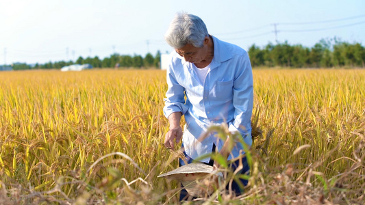 乡村稻田农民在田地里收获视频