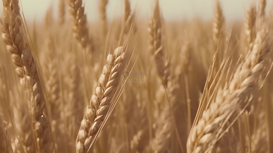 小麦种植视频
