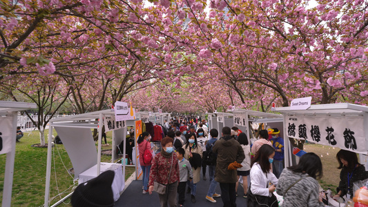 低空飞行航拍城市樱花节活动现场街景人流4k素材视频