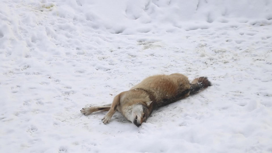 狼在雪和洗涤中躺着视频