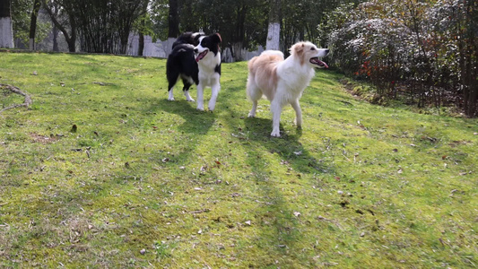 公园里玩耍的两只边境牧羊犬视频