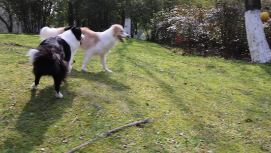 公园里玩耍的两只边境牧羊犬视频