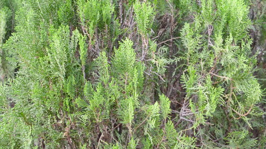 在绽放的绿色颜色西部红雪松植物叶子树叶随风飘扬特写视频