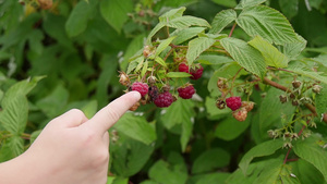 小男孩摘草莓特写27秒视频