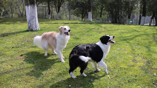 公园里玩耍的两只边境牧羊犬视频