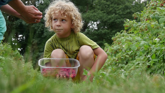 小男孩在花园里采草莓视频