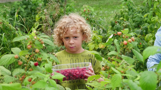 小男孩在花园里采草莓视频