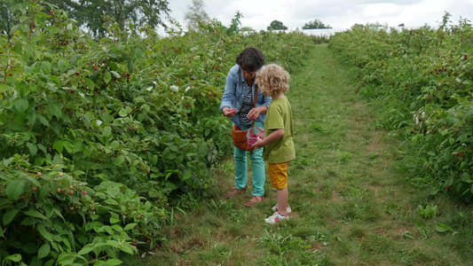 金发小金发男孩和他的祖母采摘草莓视频